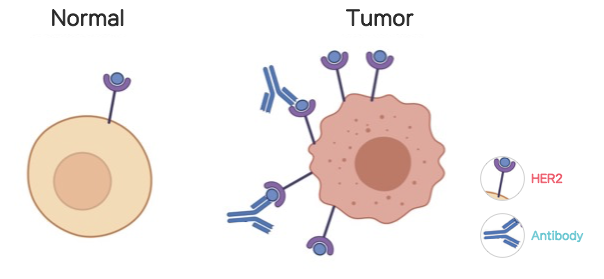 HER2-Antibody